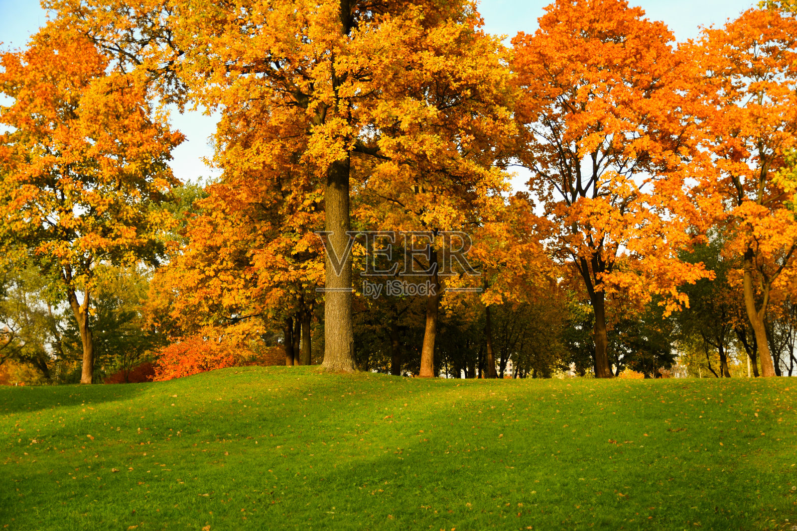 在阳光明媚的秋日，在蓝天和绿色的草地前的公园里的一组五颜六色的秋天树的照片照片摄影图片