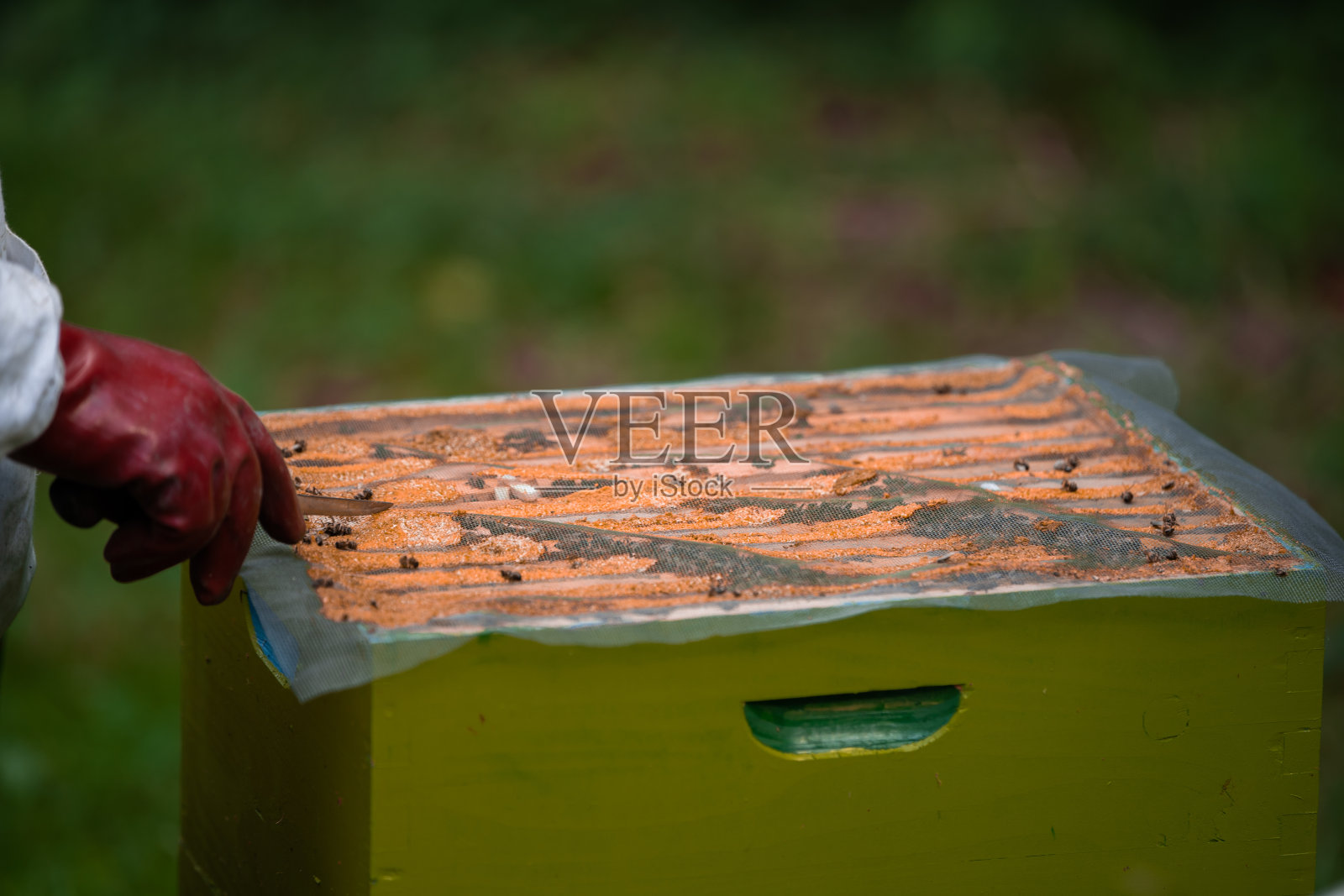 检查蜂箱库存照片照片摄影图片