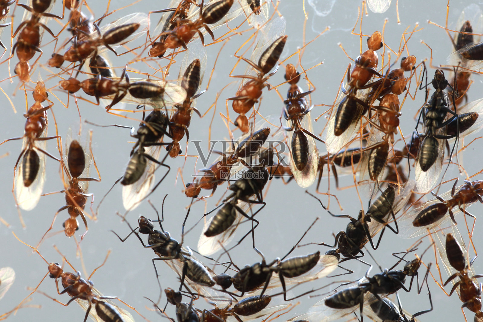 玻璃墙上的飞蚂蚁照片摄影图片