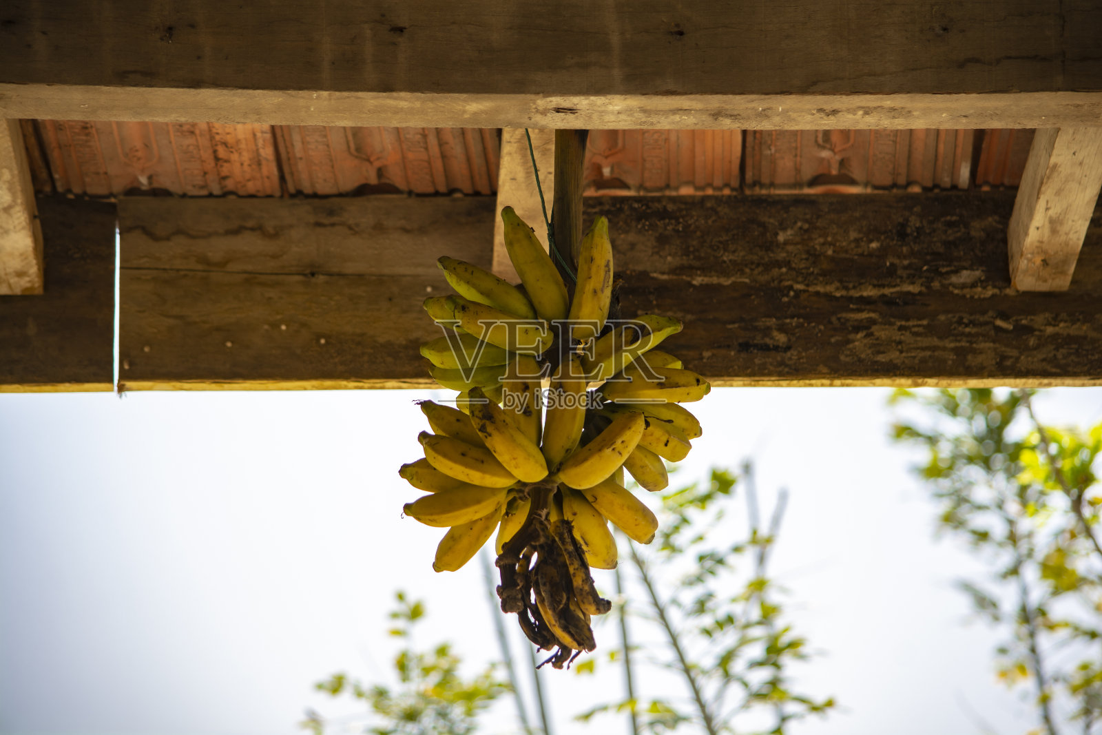 香蕉照片摄影图片