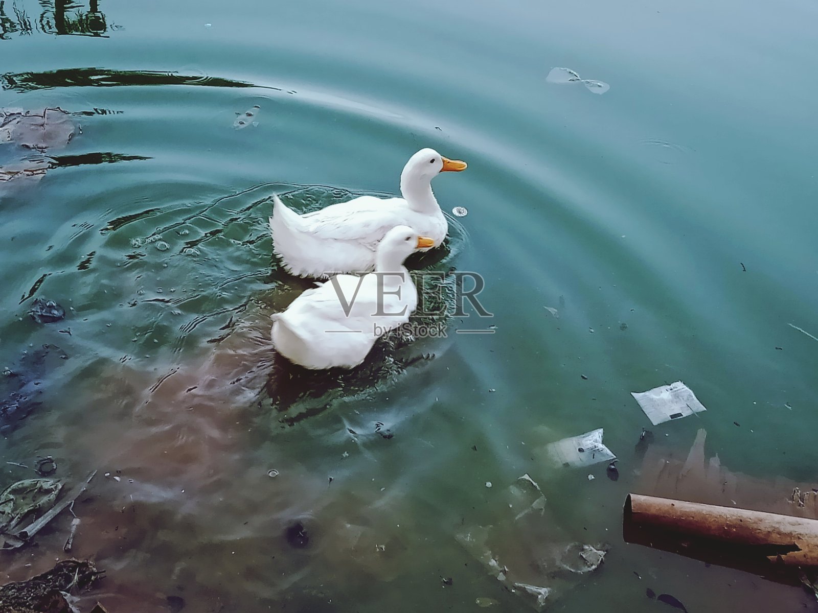 公园里的湖里有鸭子照片摄影图片