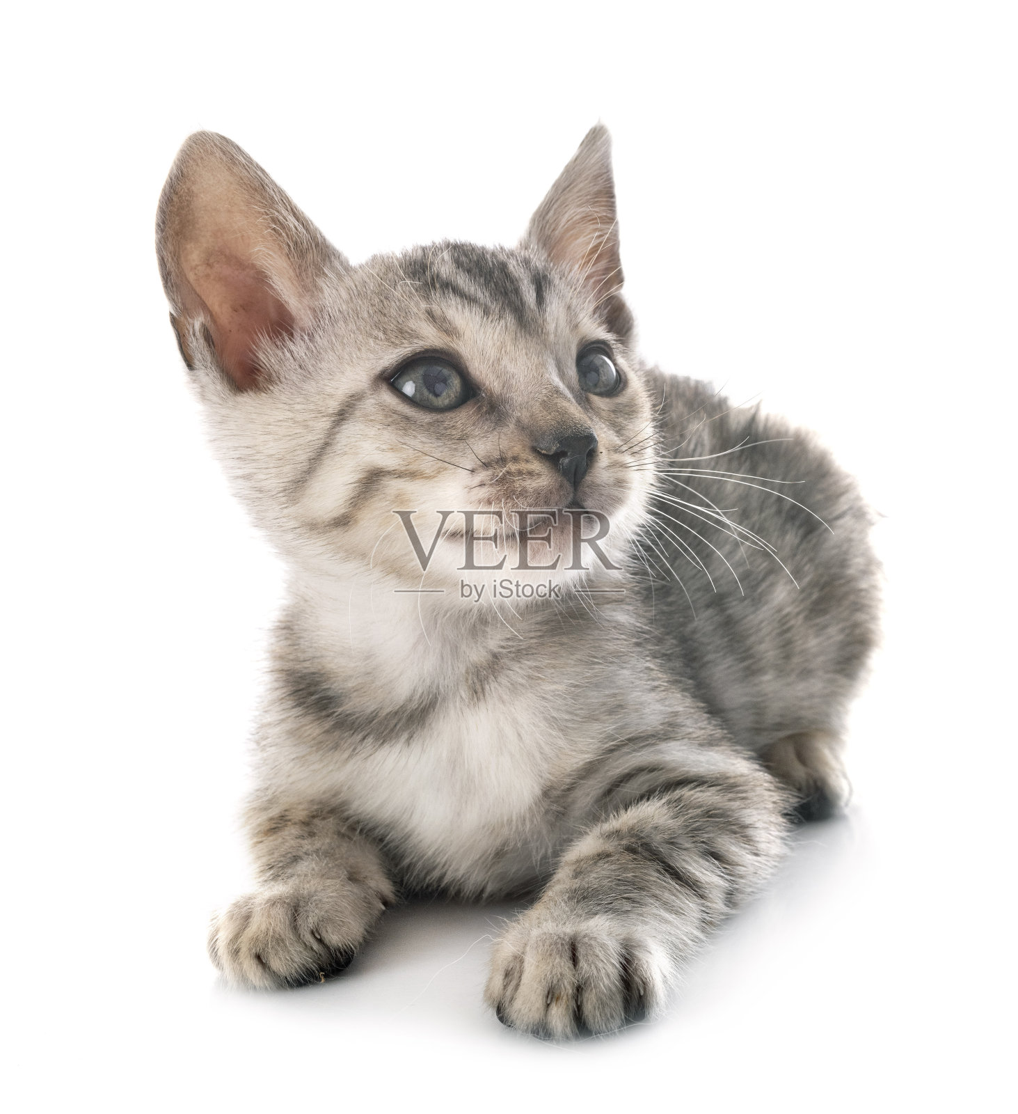 孟加拉猫照片摄影图片