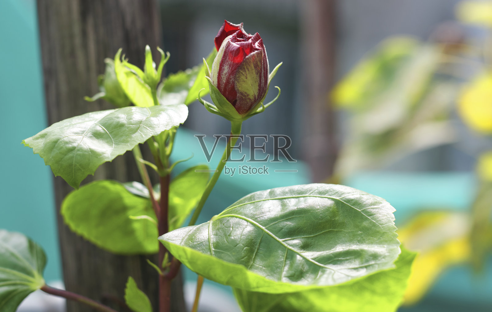 芙蓉/中国玫瑰花蕾照片摄影图片