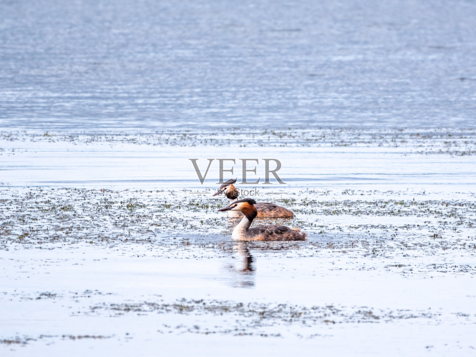 两只水鸟大冠鸊鷉在湖里游泳照片摄影图片
