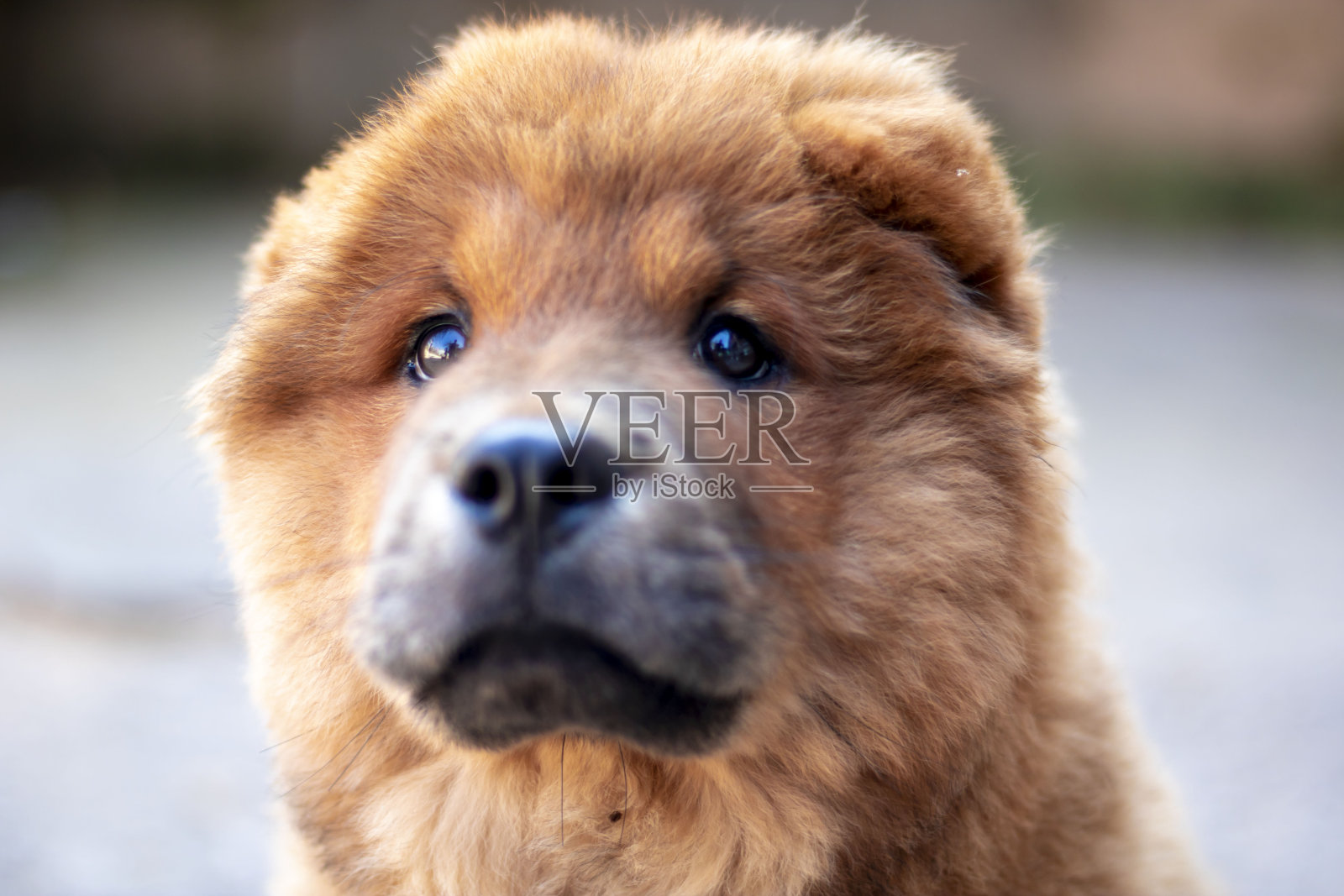 松狮犬和它的美照片摄影图片