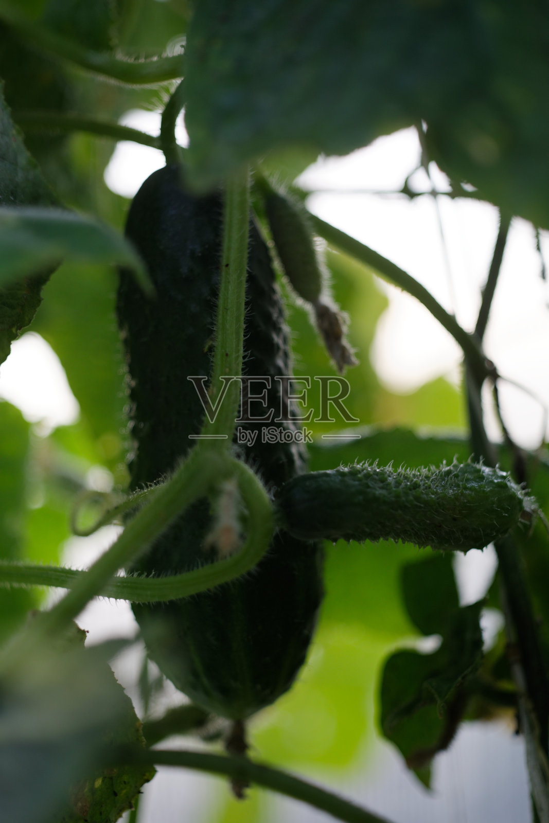 秋天的黄瓜。照片摄影图片