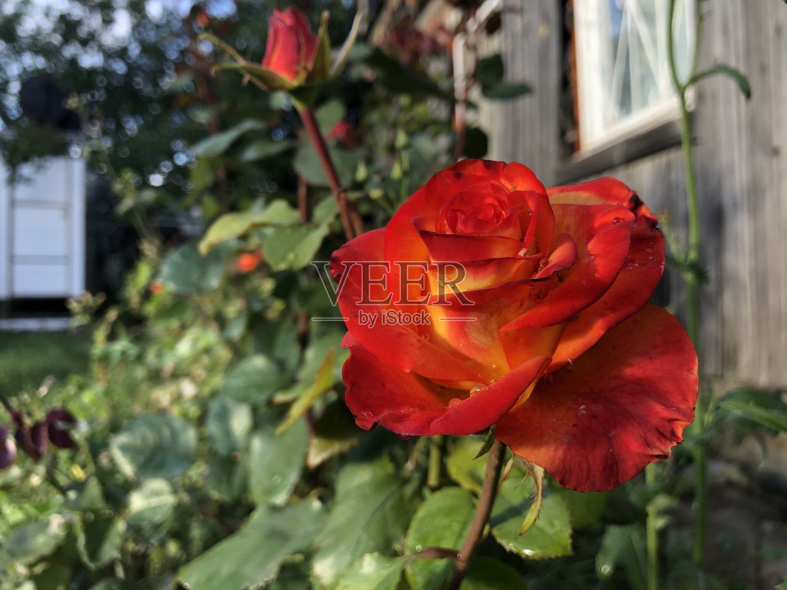 雨后的红玫瑰照片摄影图片