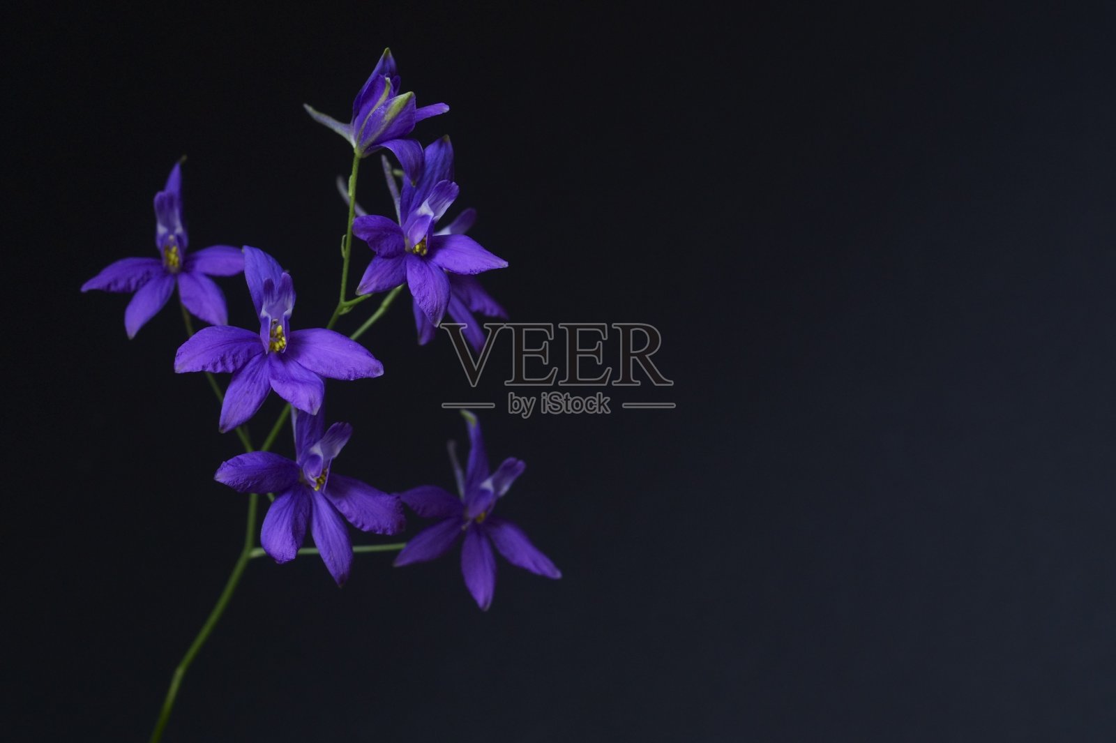 背景与紫色的野花，分叉的飞燕草，巩固的帝王照片摄影图片