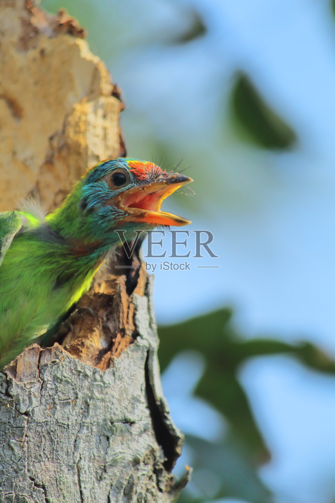 在印度西孟加拉邦孙德本尔斯的巢中，美丽的幼年蓝喉鲃(亚洲白颈鲃或亚洲白颈鲃)鸣叫照片摄影图片