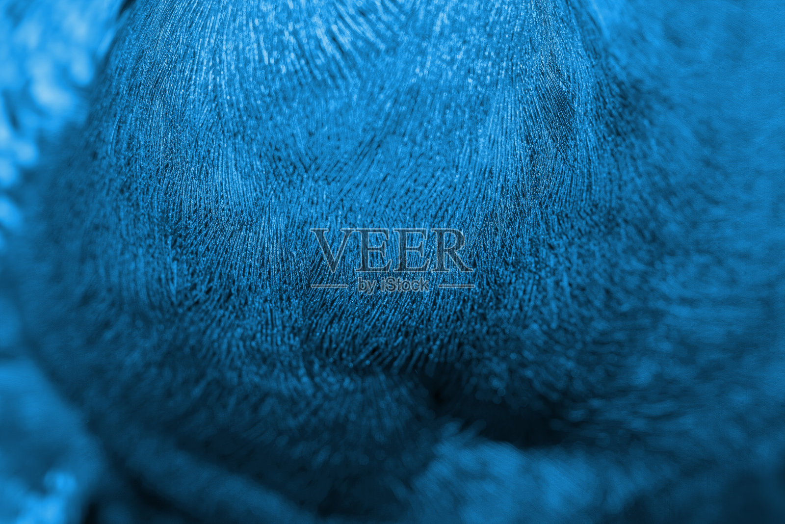 蓝色孔雀羽毛特写照片摄影图片