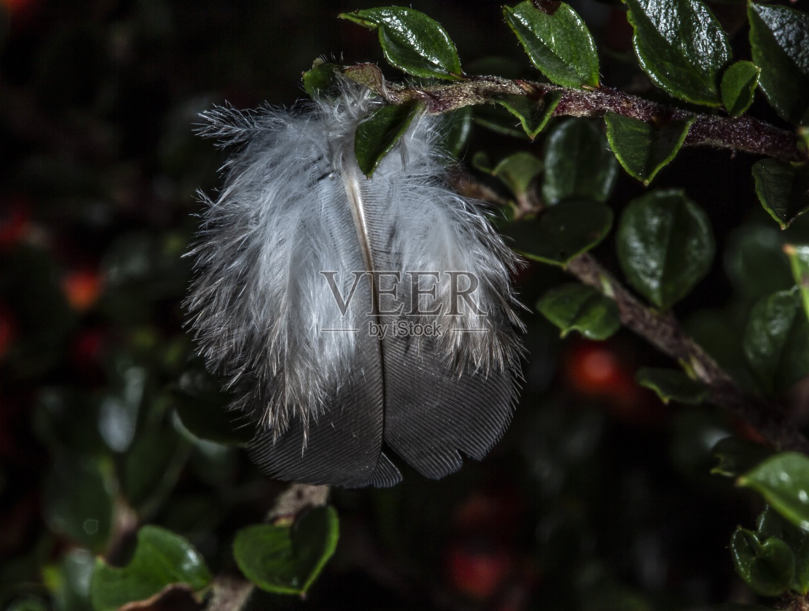 羽毛被冬青灌木夹住。照片摄影图片