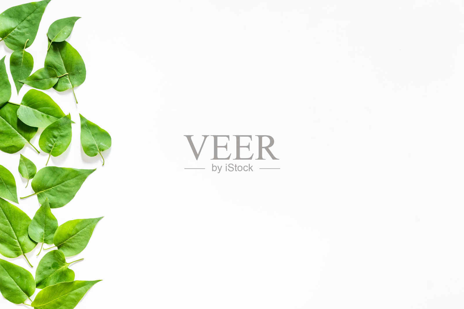 绿叶自然布局，概念，俯视图，平铺照片摄影图片