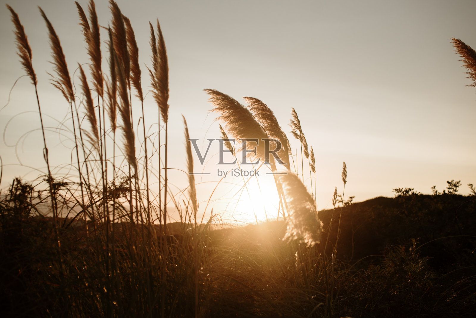 松节油(潘帕斯草原除尘器)照片摄影图片