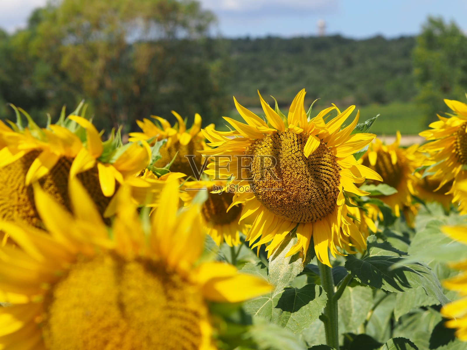 法国勃艮第葡萄园的向日葵。照片摄影图片