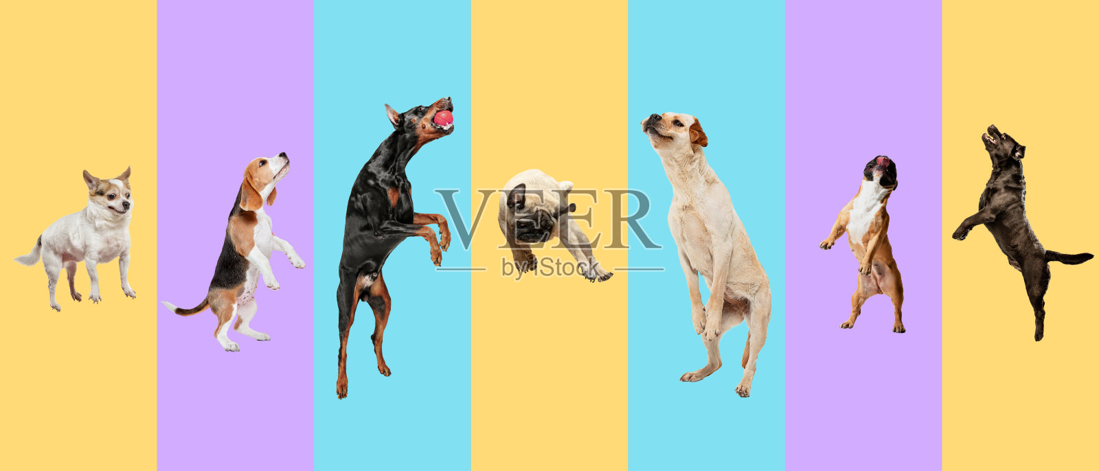 创意拼贴不同品种的狗在彩色的背景照片摄影图片