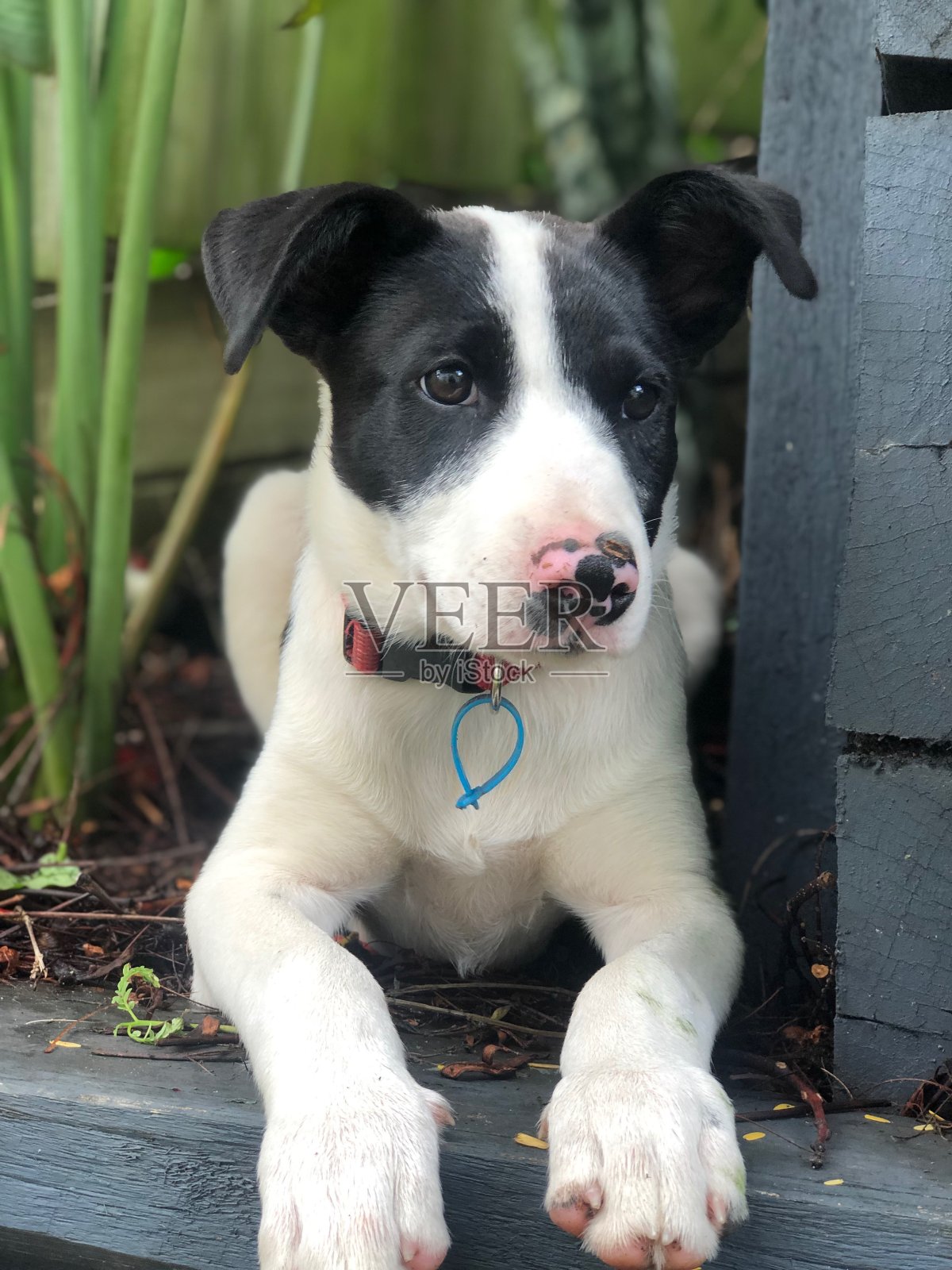 边境牧羊犬十字坐在花园里的肖像照片摄影图片