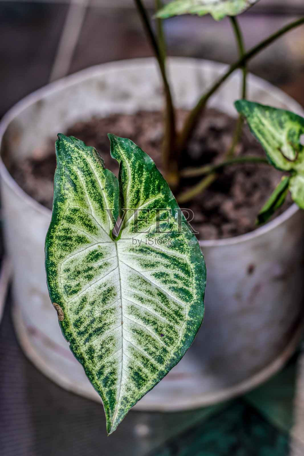 Syngonium植物在花园里照片摄影图片