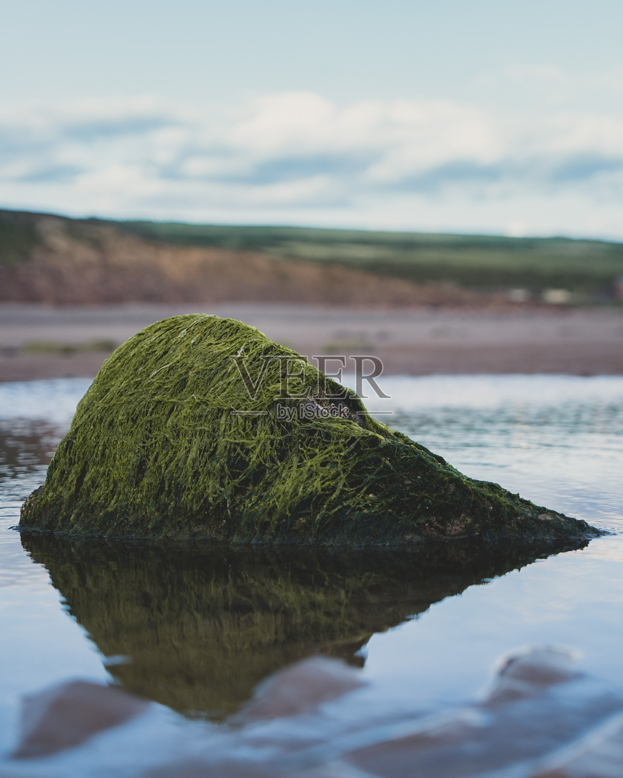 海藻反射。照片摄影图片