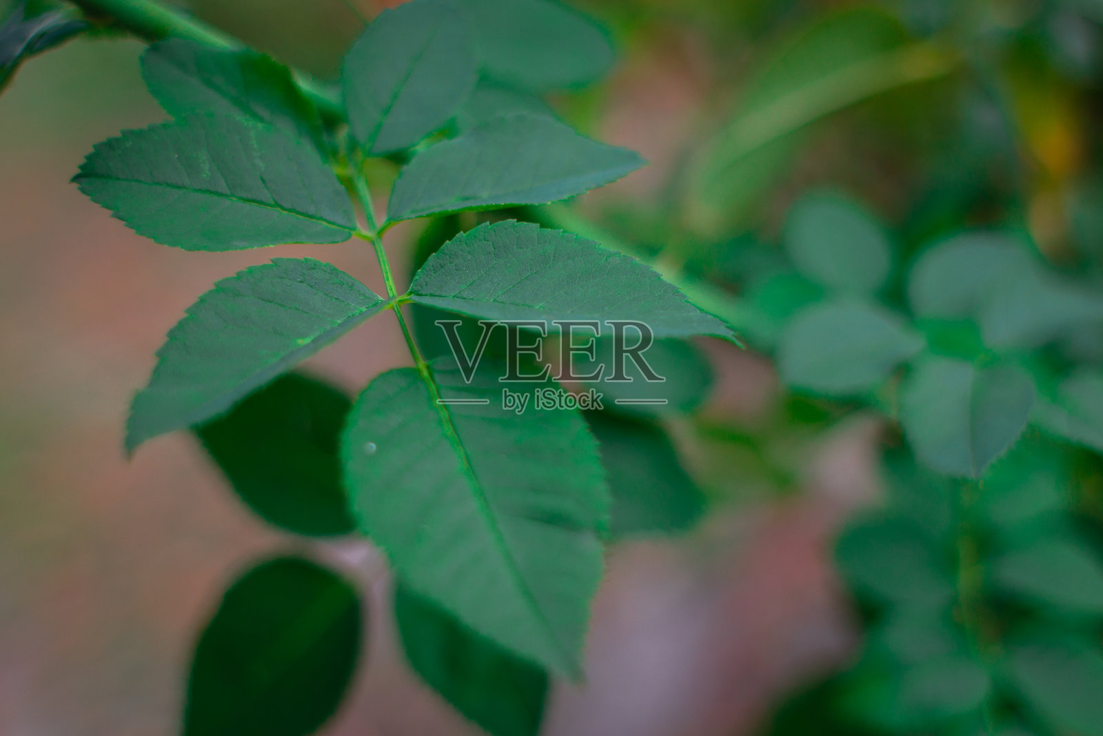 美丽的花朵红玫瑰照片摄影图片