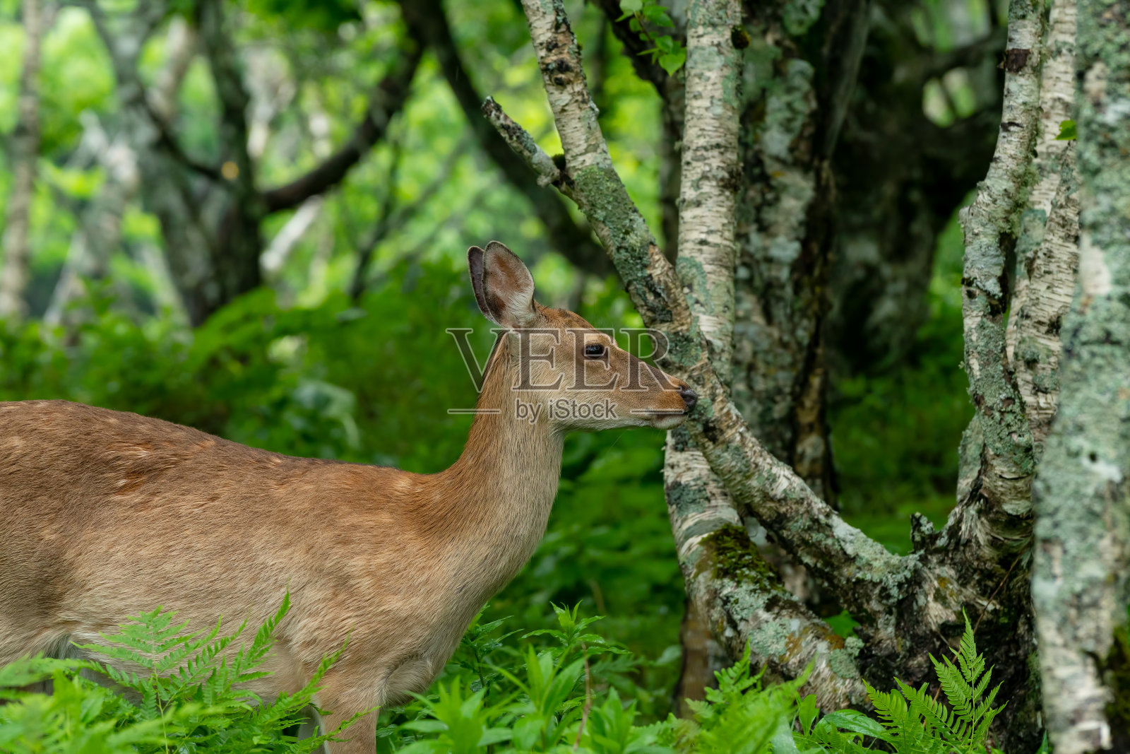 北海道梅花鹿照片摄影图片
