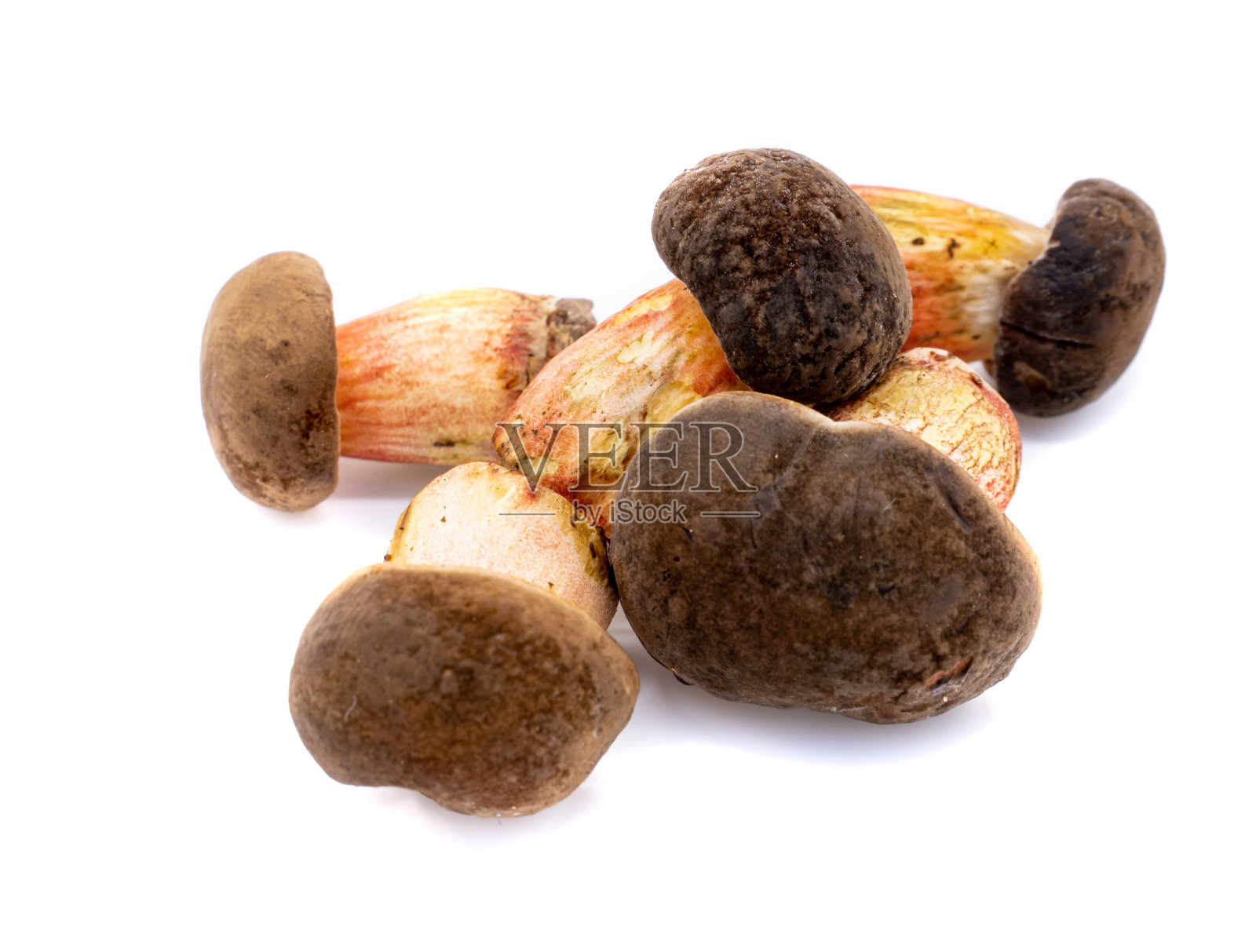 森林蘑菇孤立在白色背景照片摄影图片