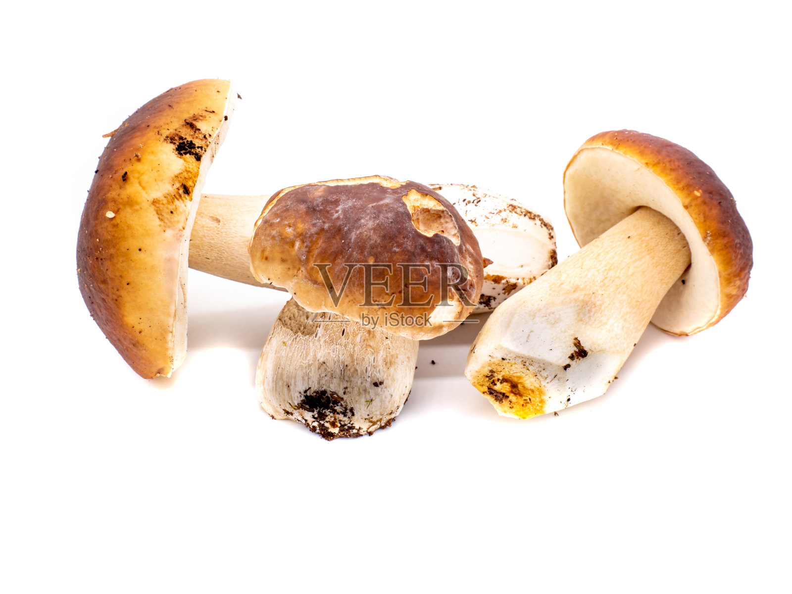 牛肝菌分离在白色背景照片摄影图片