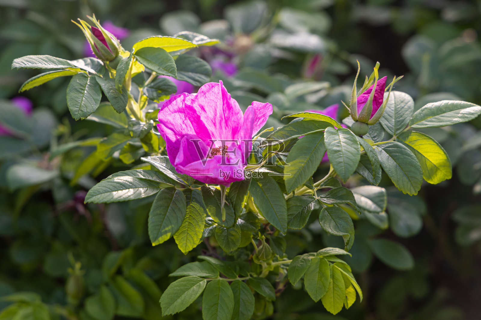 美丽的一束粉红色的玫瑰和花蕾和叶子在一个模糊的绿色背景在夏天的公园照片摄影图片