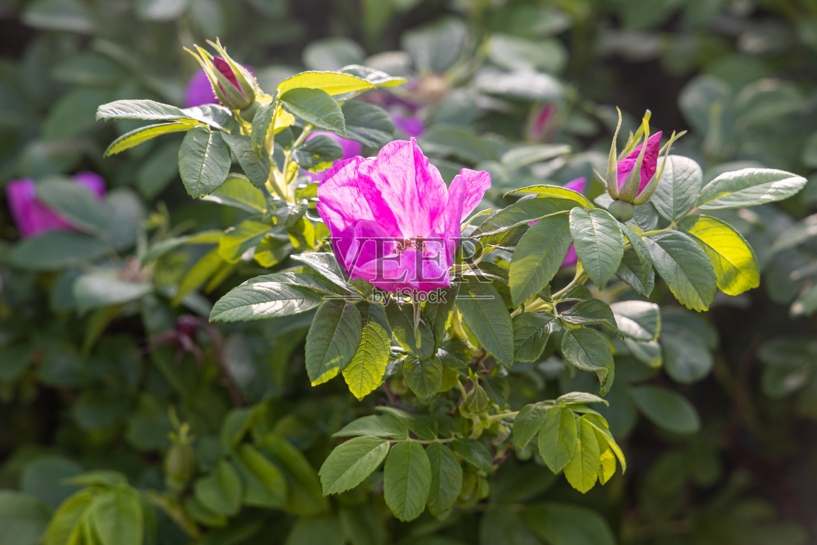 美丽的一束粉红色的玫瑰和花蕾和叶子在一个模糊的绿色背景在夏天的公园照片摄影图片