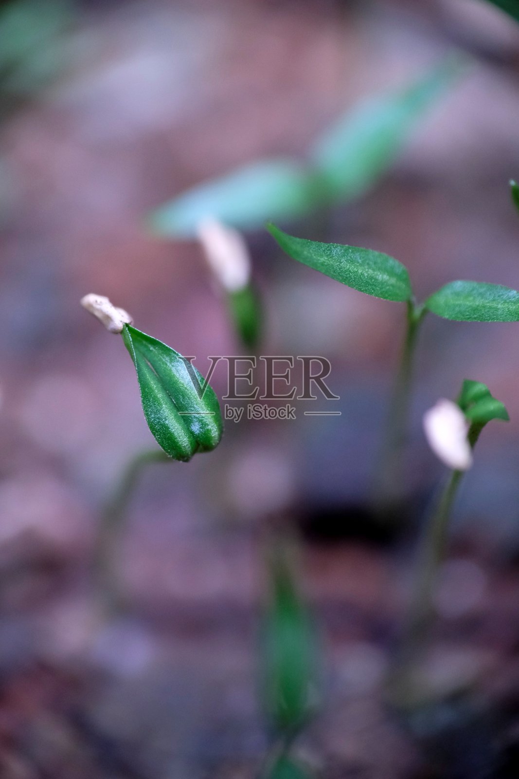 院子里长着辣椒种子。照片摄影图片
