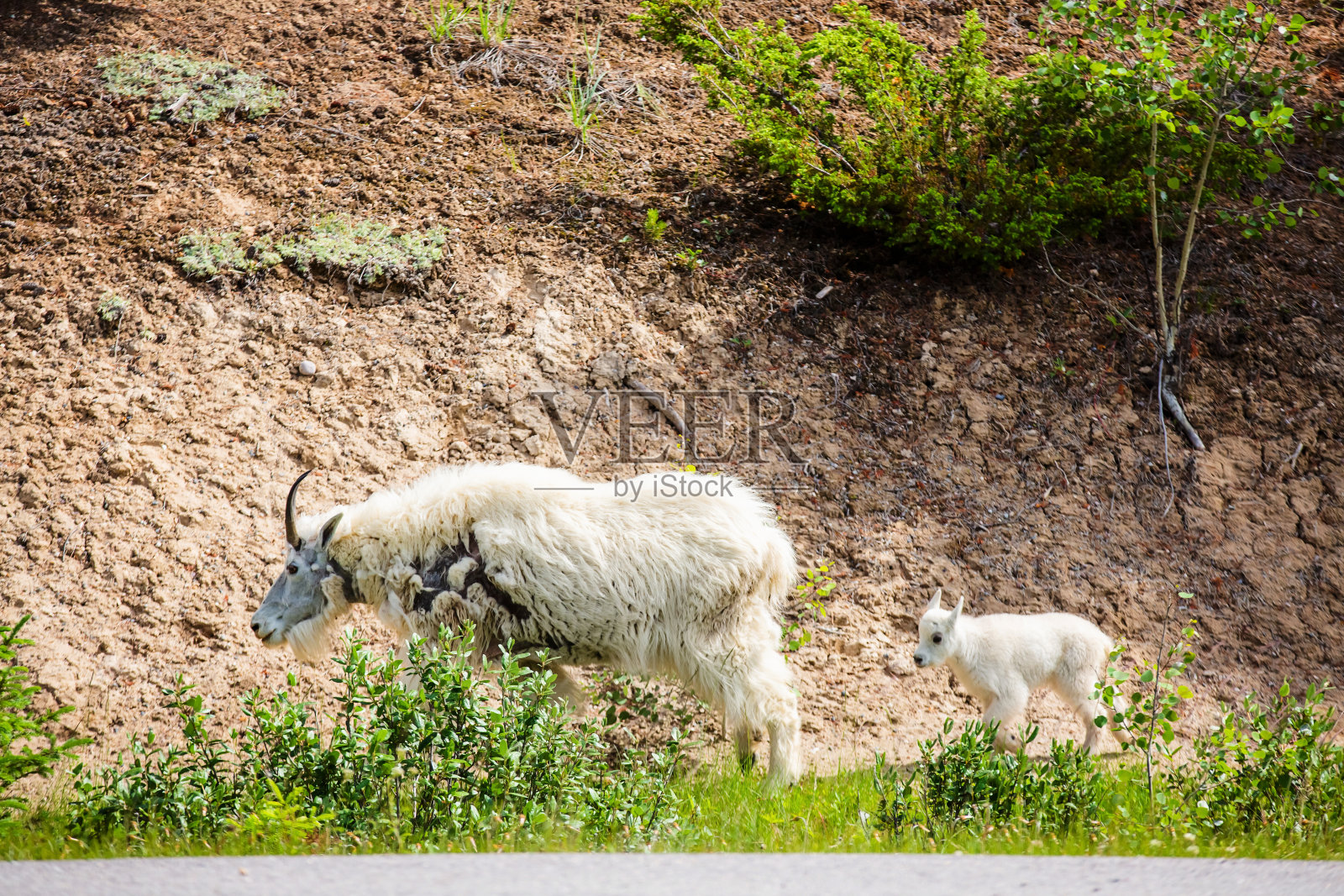 阿尔伯塔省的山羊照片摄影图片