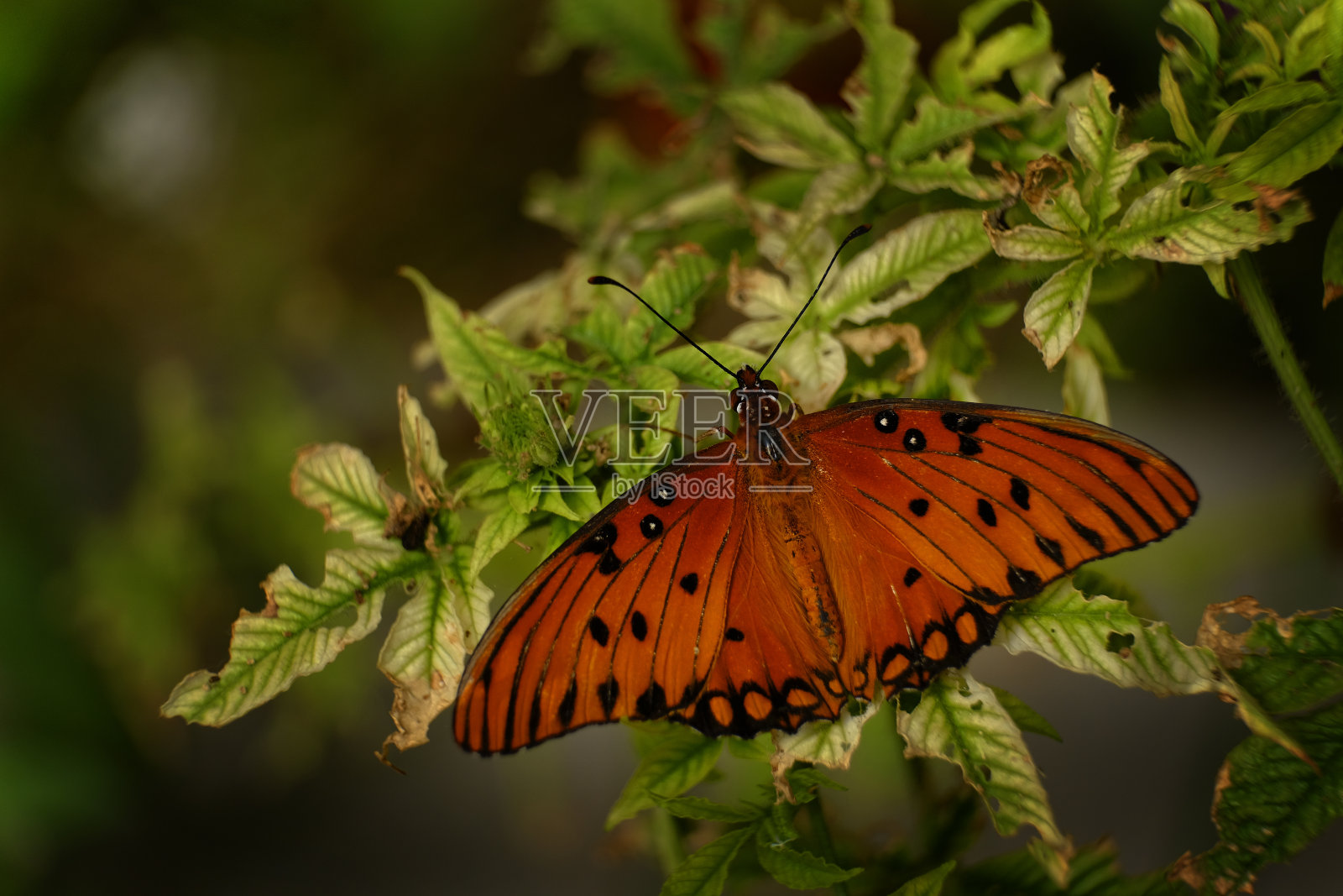 单只蝴蝶在以花蜜为食的花或植物上的细节照片摄影图片
