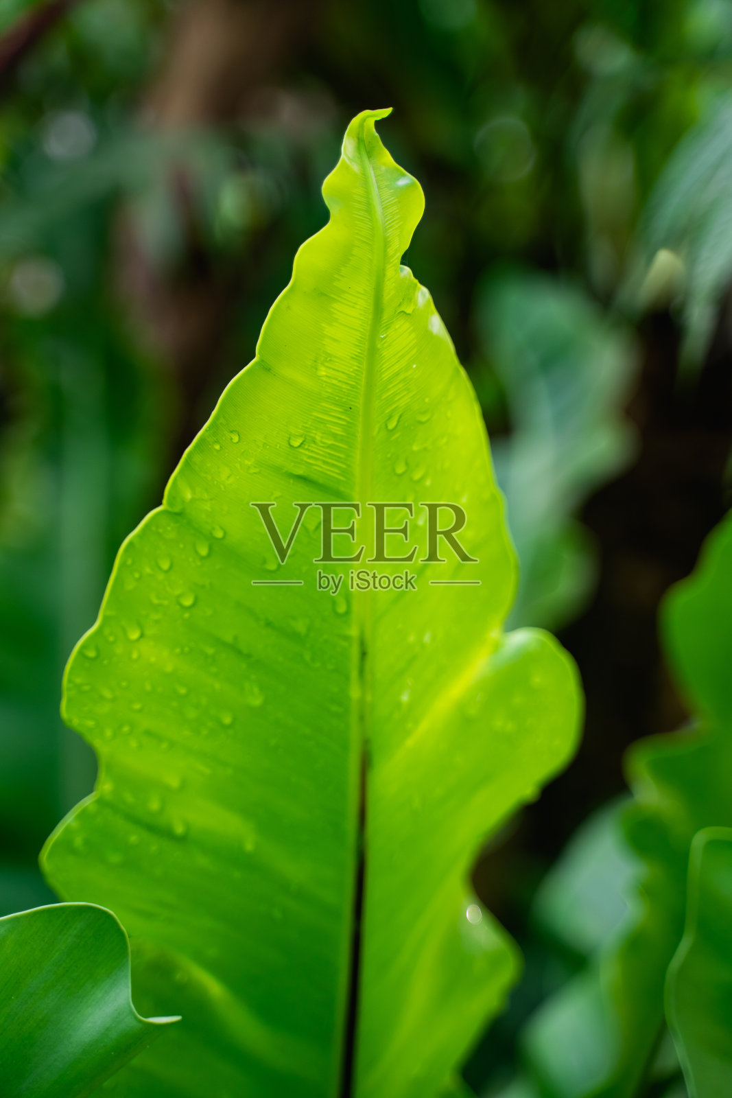 近距离拍摄自然清新的绿叶，以自然为理念照片摄影图片