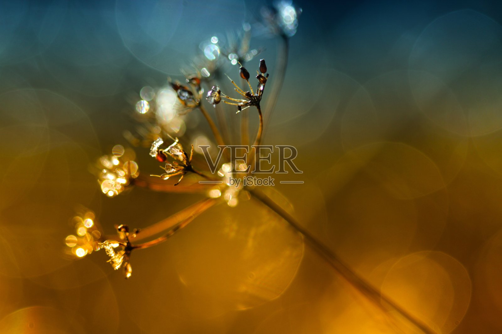 森林里金色的秋天照片摄影图片