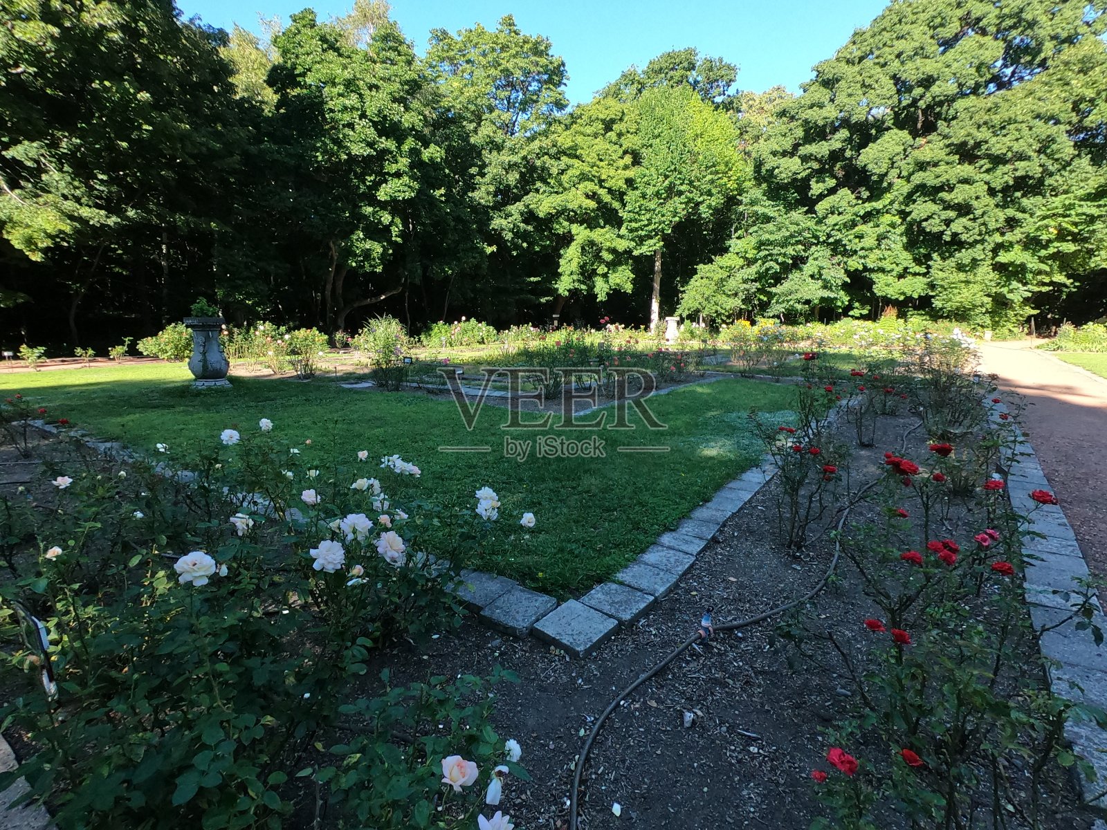 日本北海道札幌市北海道大学植物园的地面照片摄影图片