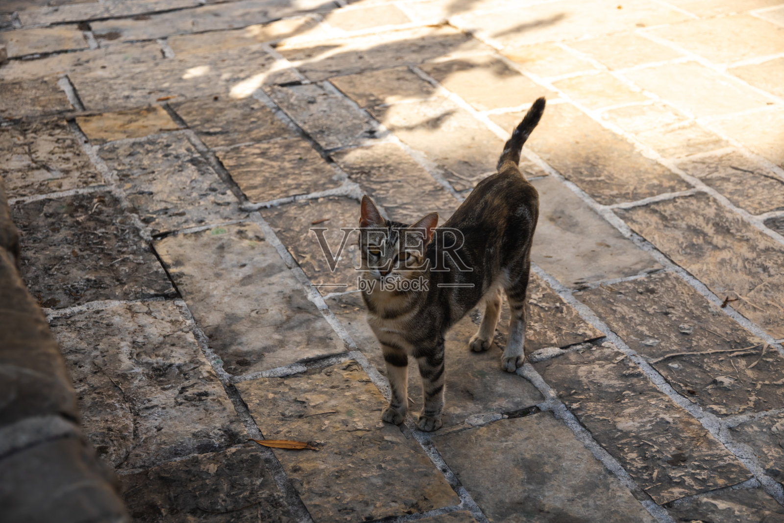 布达瓦古城的一只猫在黑山的一块石头的背景下觅食照片摄影图片