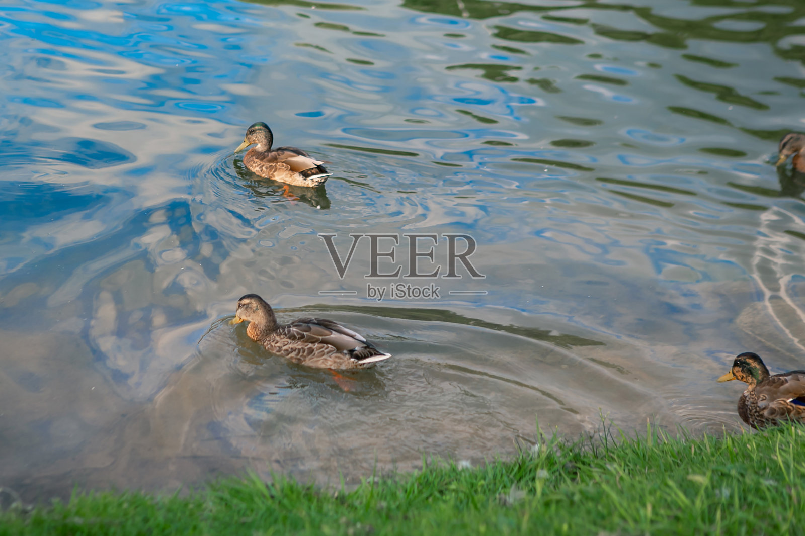 近距离看，鸭子在池塘里游泳照片摄影图片