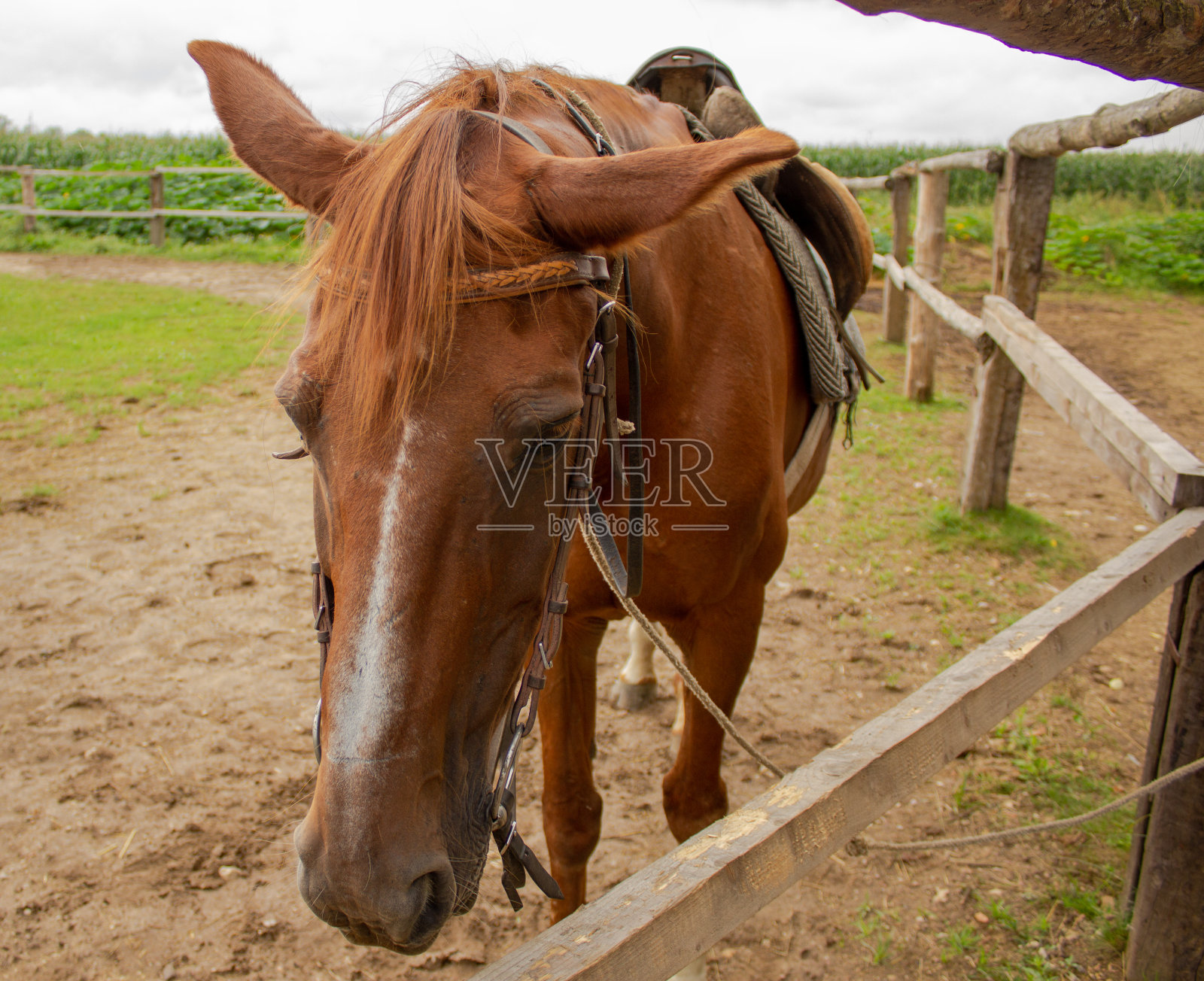 一个马头的特写，在眼睛上有细节。牵着挽具的马——近距离的细节。被骑的种马。棕色的马在运动。照片摄影图片