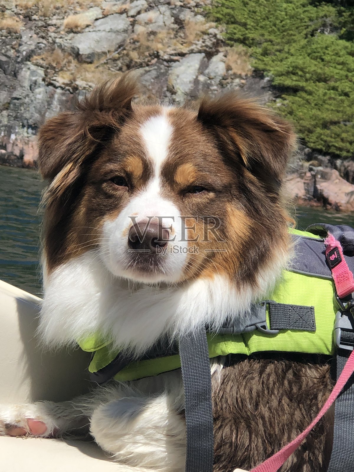 水犬照片摄影图片