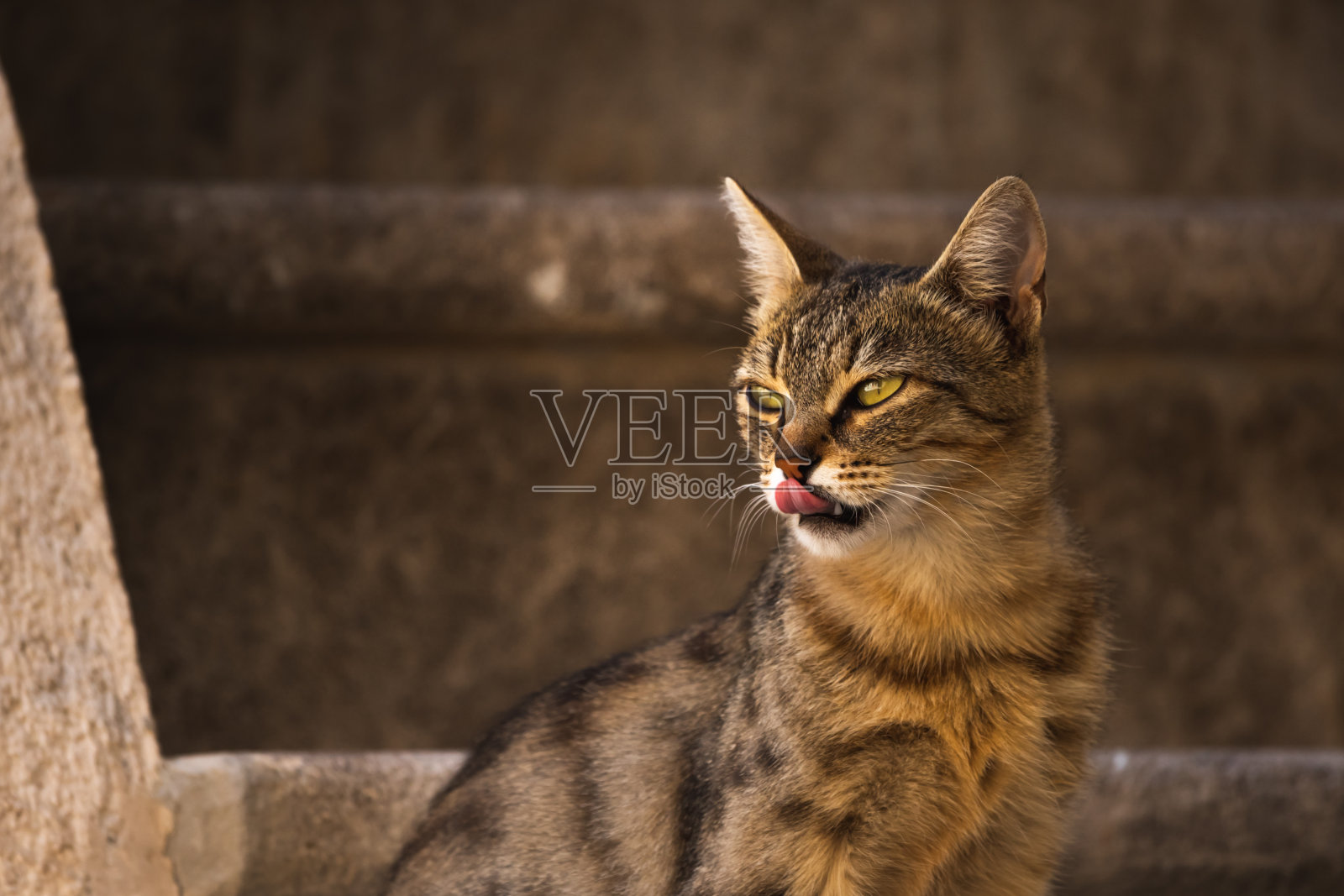 令人惊叹的虎斑猫肖像在美丽的背景，科托尔老城照片摄影图片