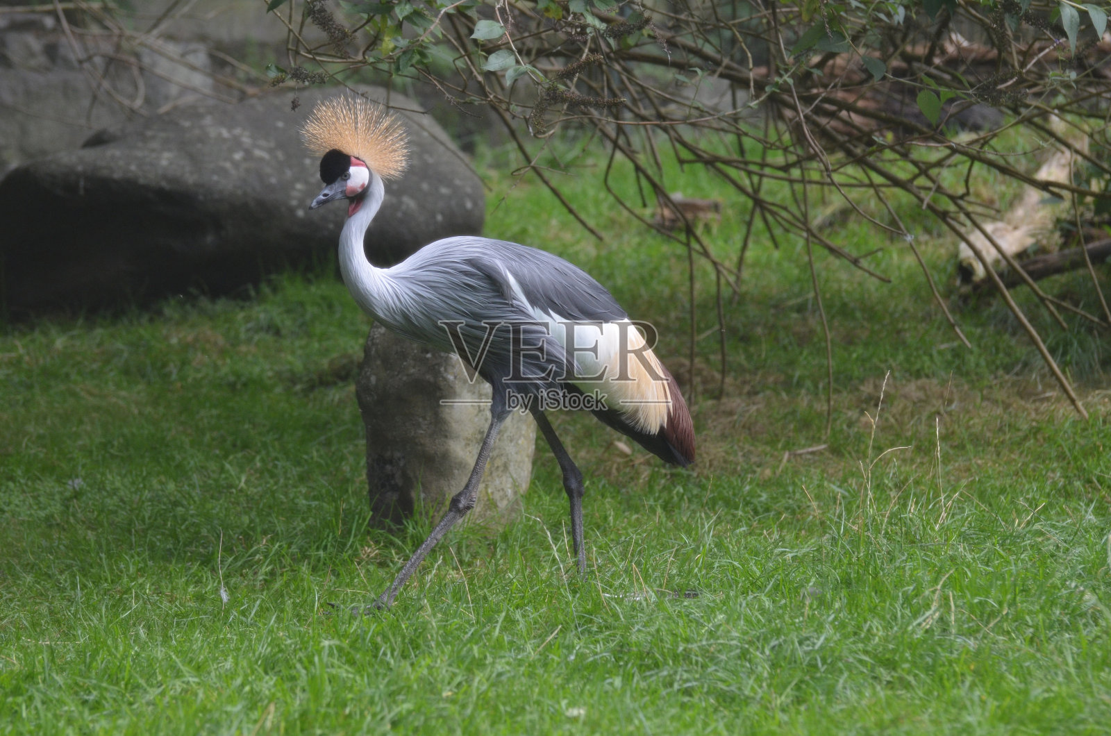 野生的非洲冠鹤照片摄影图片