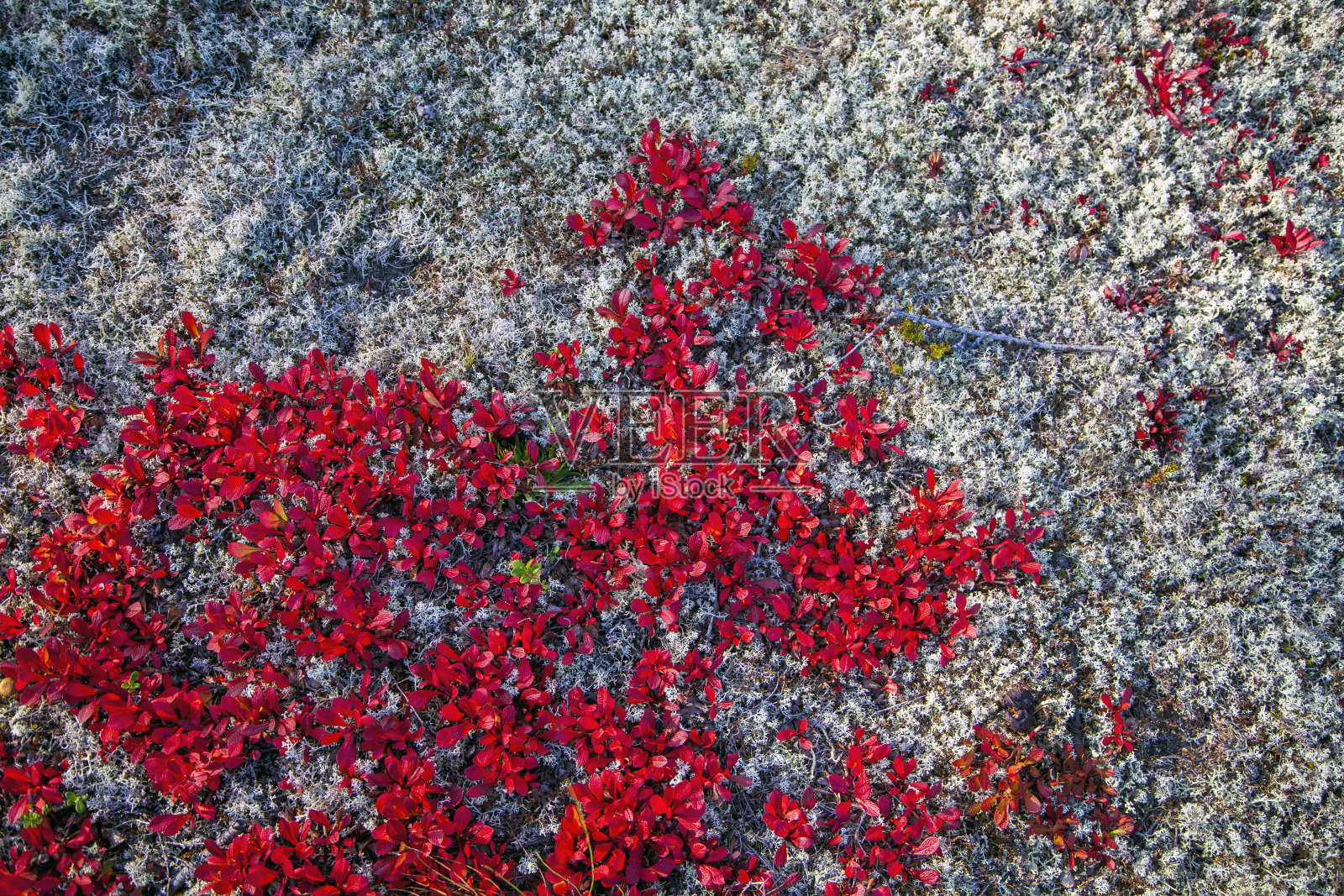 苔原上的苔藓和地衣，模糊不清，照片摄影图片