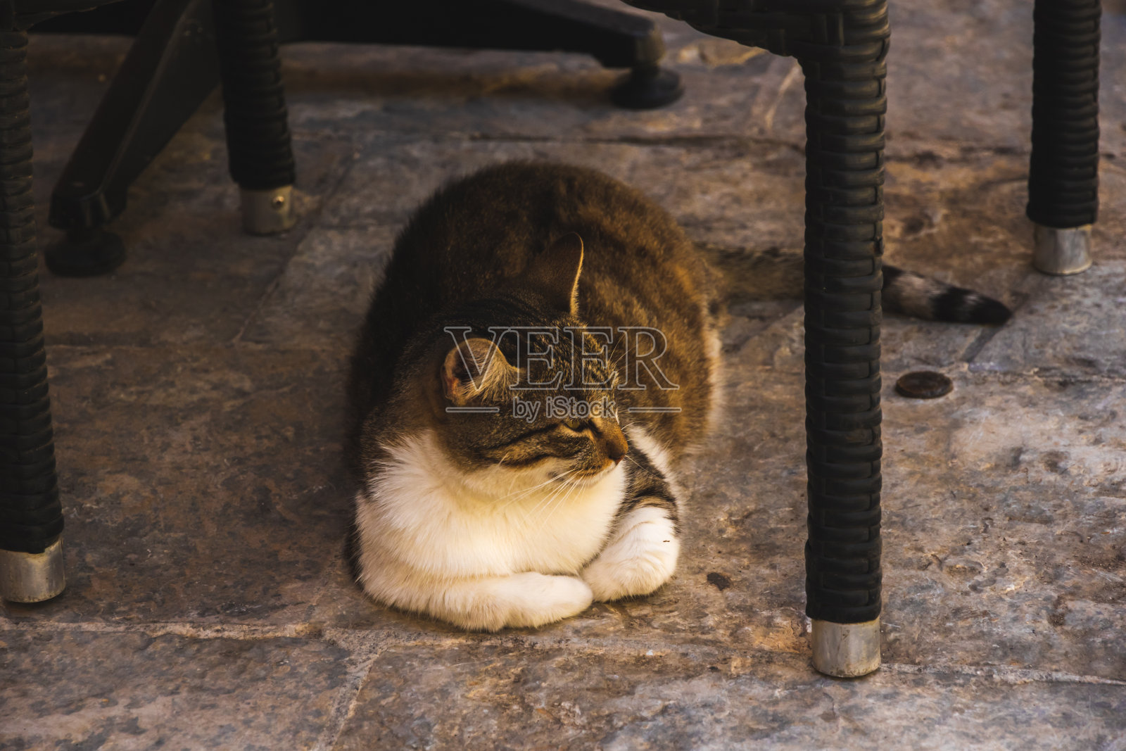 一只猫在科托尔老城的游客区休息照片摄影图片