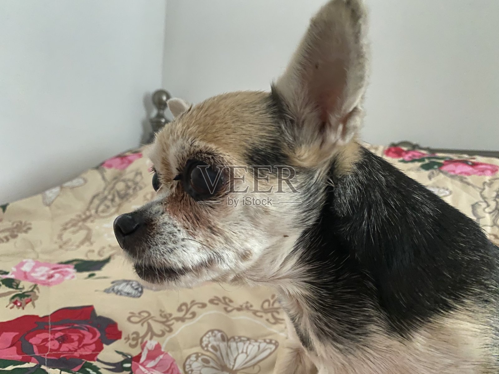 莉莉照片摄影图片