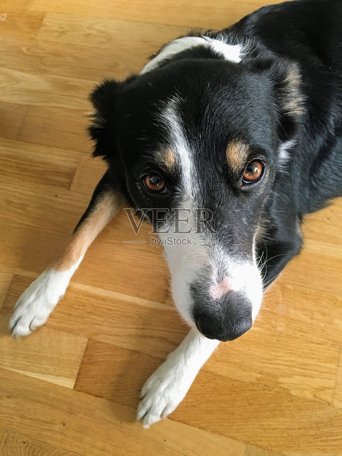 狗抬头照片摄影图片