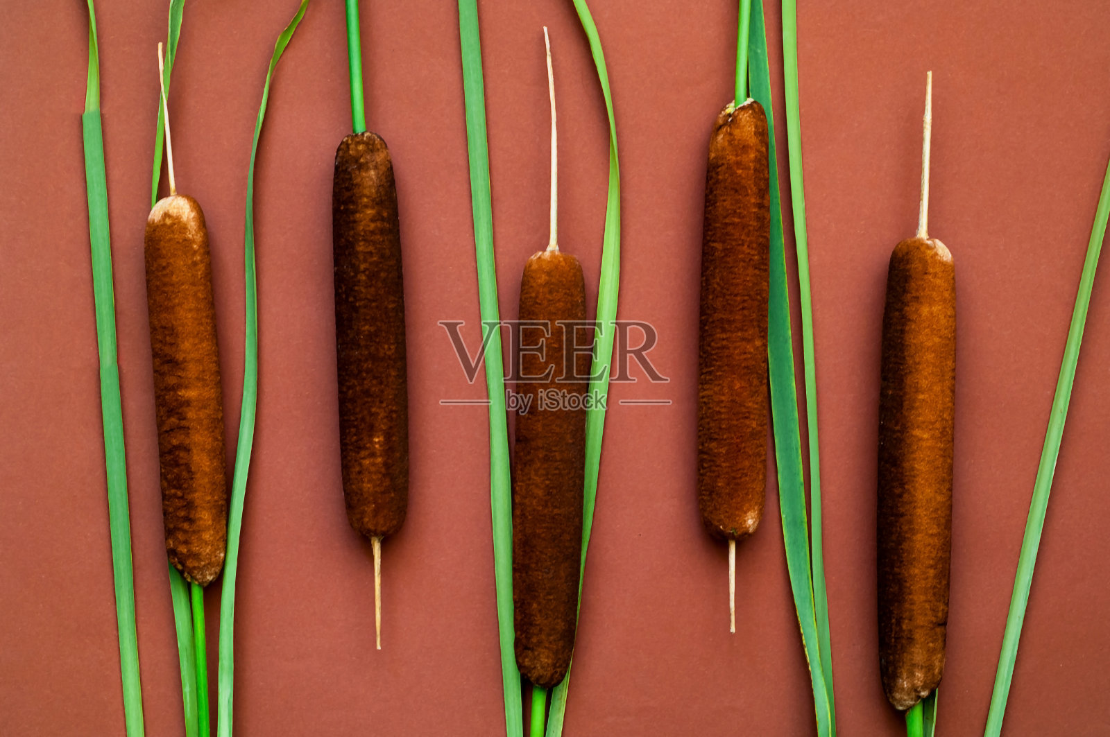 芦苇茎在米色背景上。秋季自然调色板或秋季家居装饰。创意副本空间照片摄影图片