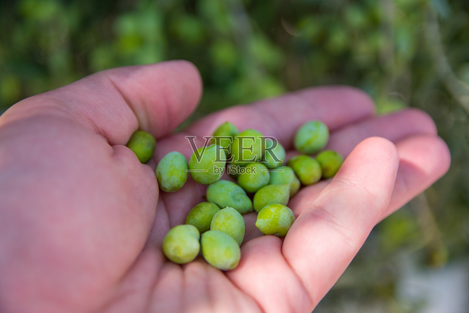 一个男人在橄榄树上拿着未成熟的橄榄。有机农场与健康食品理念。收获和农业。照片摄影图片