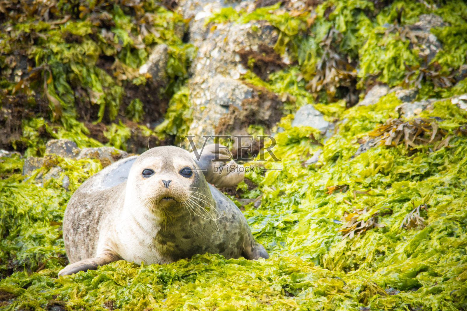 麻斑海豹照片摄影图片