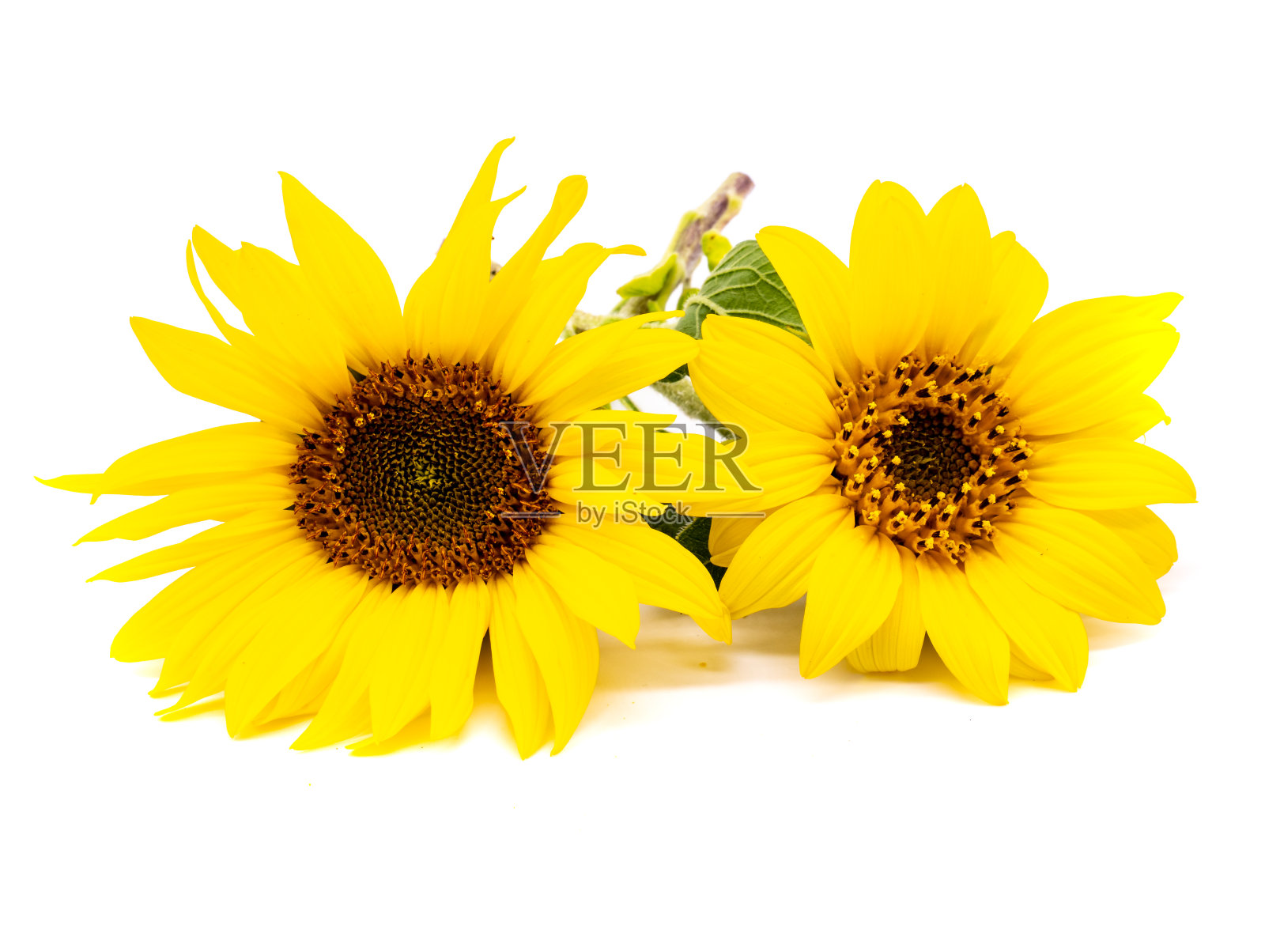 向日葵孤立在白色背景上照片摄影图片