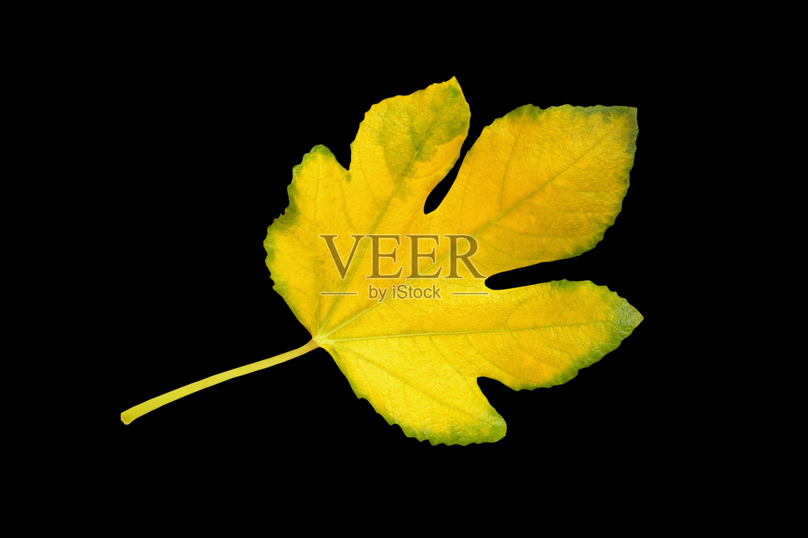 在黑色上孤立的无花果树的叶子照片摄影图片