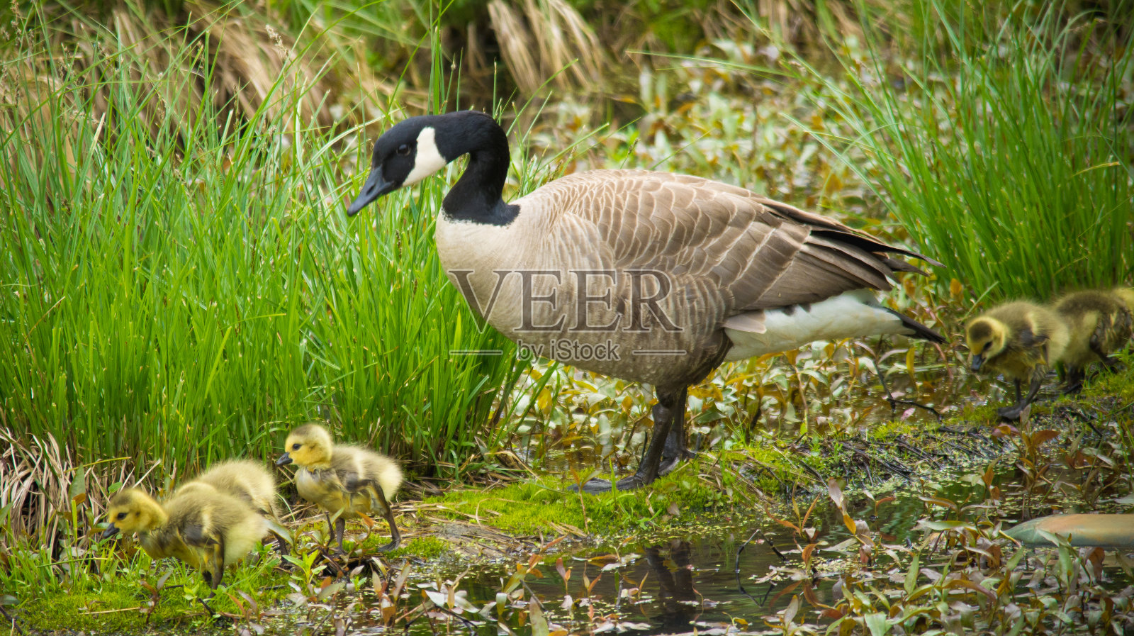 黑额黑雁照片摄影图片